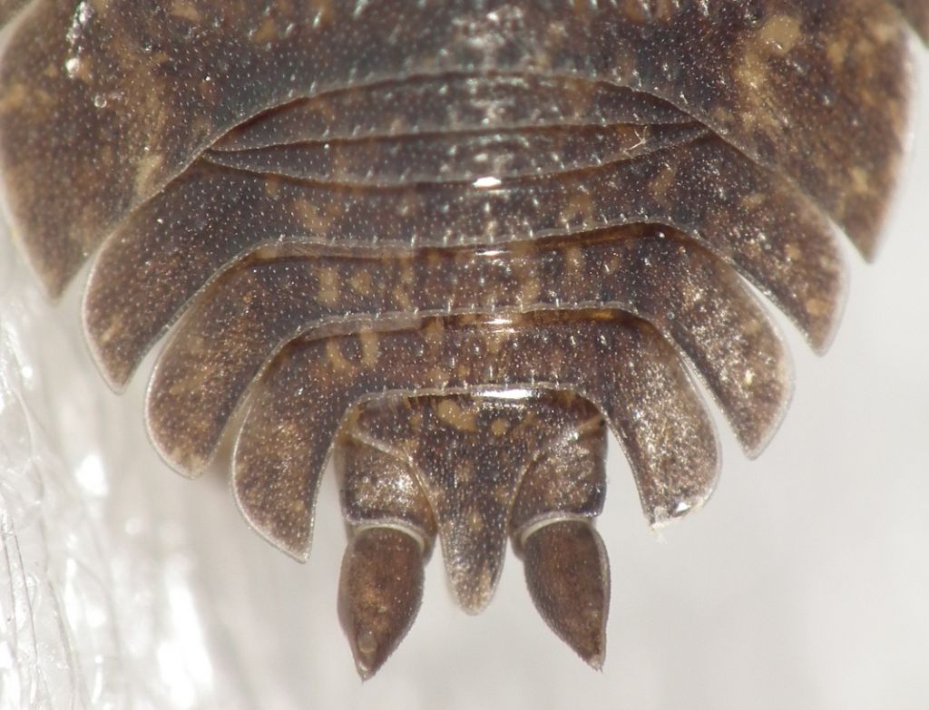 Porcellio?